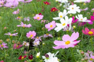 フラワーパーク江南、コスモス、10月の秋の花、愛知県江南市の観光・撮影スポットの画像と写真