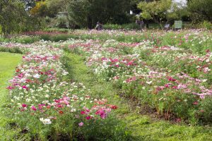 フラワーパーク江南、コスモス、10月の秋の花、愛知県江南市の観光・撮影スポットの画像と写真