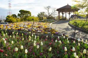 戸田川緑地、桜。三月の春の花、名古屋市港区の観光・撮影スポットの画像と写真