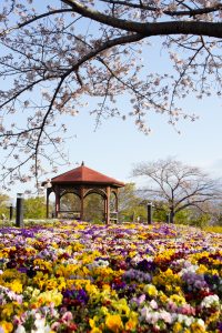 戸田川緑地、桜。三月の春の花、名古屋市港区の観光・撮影スポットの画像と写真