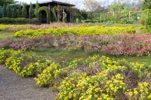 フラワーパーク江南、10月の秋の花、愛知県江南市の観光・撮影スポットの画像と写真