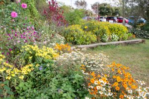 フラワーパーク江南、10月の秋の花、愛知県江南市の観光・撮影スポットの画像と写真