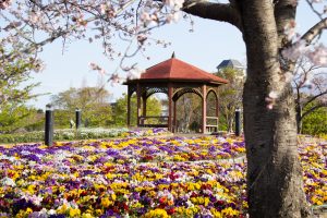 戸田川緑地、桜。三月の春の花、名古屋市港区の観光・撮影スポットの画像と写真戸田川緑地、桜。三月の春の花、名古屋市港区の観光・撮影スポットの画像と写真