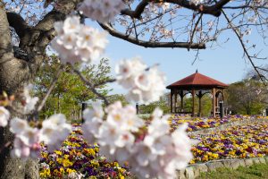 戸田川緑地、桜。三月の春の花、名古屋市港区の観光・撮影スポットの画像と写真