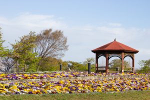 戸田川緑地、桜。三月の春の花、名古屋市港区の観光・撮影スポットの画像と写真