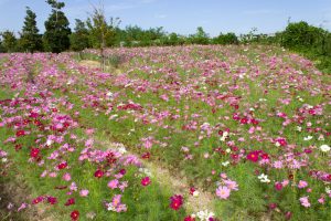 油ヶ淵水辺公園・自然ふれあい生態園、コスモス、2019年9月の秋の花、愛知県碧南市の観光・撮影スポットの画像と写真