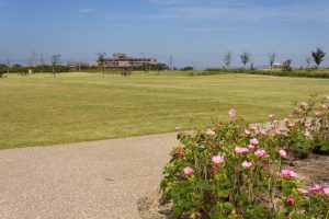 油ヶ淵水辺公園・自然ふれあい生態園、コスモス、2019年9月の秋の花、愛知県碧南市の観光・撮影スポットの画像と写真
