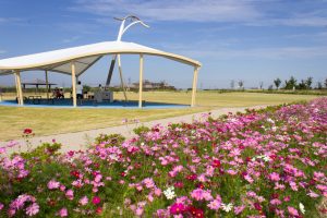 油ヶ淵水辺公園・自然ふれあい生態園、コスモス、2019年9月の秋の花、愛知県碧南市の観光・撮影スポットの画像と写真