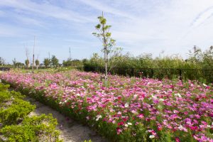 油ヶ淵水辺公園・自然ふれあい生態園、コスモス、2019年9月の秋の花、愛知県碧南市の観光・撮影スポットの画像と写真