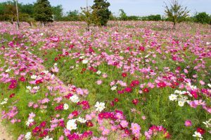 油ヶ淵水辺公園・自然ふれあい生態園、コスモス、2019年9月の秋の花、愛知県碧南市の観光・撮影スポットの画像と写真