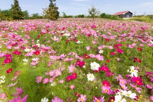 油ヶ淵水辺公園・自然ふれあい生態園、コスモス、2019年9月の秋の花、愛知県碧南市の観光・撮影スポットの画像と写真