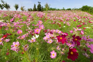 油ヶ淵水辺公園・自然ふれあい生態園、コスモス、2019年9月の秋の花、愛知県碧南市の観光・撮影スポットの画像と写真