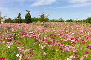 油ヶ淵水辺公園・自然ふれあい生態園、コスモス、2019年9月の秋の花、愛知県碧南市の観光・撮影スポットの画像と写真