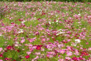 油ヶ淵水辺公園・自然ふれあい生態園、コスモス、2019年9月の秋の花、愛知県碧南市の観光・撮影スポットの画像と写真