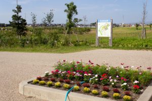 油ヶ淵水辺公園・自然ふれあい生態園、コスモス、2019年9月の秋の花、愛知県碧南市の観光・撮影スポットの画像と写真