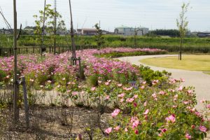 油ヶ淵水辺公園・自然ふれあい生態園、コスモス、2019年9月の秋の花、愛知県碧南市の観光・撮影スポットの画像と写真