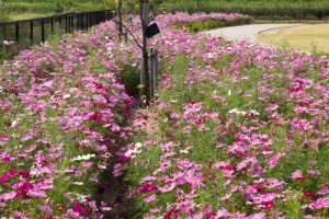油ヶ淵水辺公園・自然ふれあい生態園、コスモス、2019年9月の秋の花、愛知県碧南市の観光・撮影スポットの画像と写真