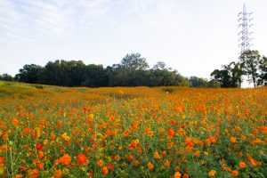 愛知牧場、キバナコスモス、2019年9月の秋の花、愛知県日進市の観光・撮影スポットの画像と写真