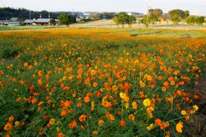 愛知牧場、キバナコスモス、2019年9月の秋の花、愛知県日進市の観光・撮影スポットの画像と写真