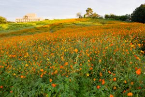 愛知牧場、キバナコスモス、2019年9月の秋の花、愛知県日進市の観光・撮影スポットの画像と写真