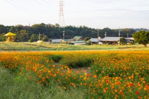 愛知牧場、キバナコスモス、2019年9月の秋の花、愛知県日進市の観光・撮影スポットの画像と写真