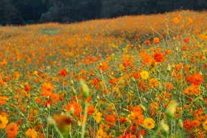 愛知牧場、キバナコスモス、2019年9月の秋の花、愛知県日進市の観光・撮影スポットの画像と写真