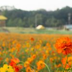 愛知牧場、キバナコスモス、2019年9月の秋の花、愛知県日進市の観光・撮影スポットの画像と写真