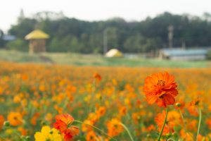 愛知牧場、キバナコスモス、2019年9月の秋の花、愛知県日進市の観光・撮影スポットの画像と写真