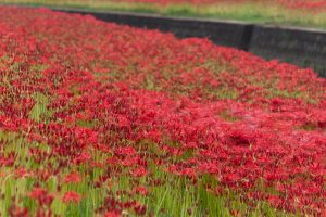 逢妻女川、彼岸花、9月の秋の花、愛知県豊田市の観光・撮影スポットの画像と写真