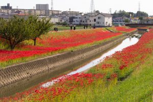 逢妻女川、彼岸花、9月の秋の花、愛知県豊田市の観光・撮影スポットの画像と写真