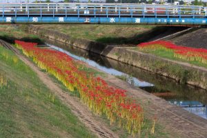 逢妻女川、彼岸花、9月の秋の花、愛知県豊田市の観光・撮影スポットの画像と写真