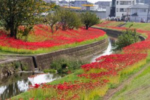 逢妻女川、彼岸花、9月の秋の花、愛知県豊田市の観光・撮影スポットの画像と写真