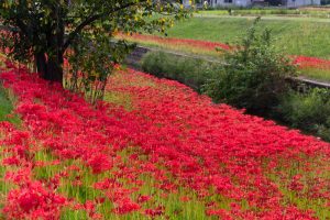 逢妻女川、彼岸花、9月の秋の花、愛知県豊田市の観光・撮影スポットの画像と写真