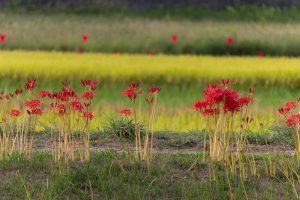 逢妻女川、彼岸花、9月の秋の花、愛知県豊田市の観光・撮影スポットの画像と写真