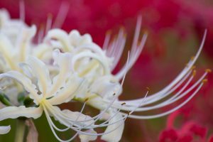 逢妻女川、彼岸花、9月の秋の花、愛知県豊田市の観光・撮影スポットの画像と写真