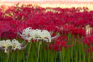 逢妻女川、彼岸花、9月の秋の花、愛知県豊田市の観光・撮影スポットの画像と写真