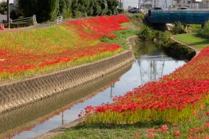 逢妻女川、彼岸花、9月の秋の花、愛知県豊田市の観光・撮影スポットの画像と写真