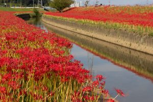 逢妻女川、彼岸花、9月の秋の花、愛知県豊田市の観光・撮影スポットの画像と写真