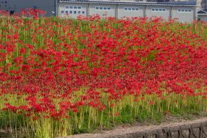 逢妻女川、彼岸花、9月の秋の花、愛知県豊田市の観光・撮影スポットの画像と写真