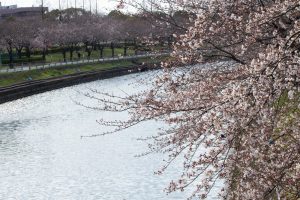 荒子川公園、桜、3月の春の花、名古屋市港区の観光・撮影スポットの画像と写真