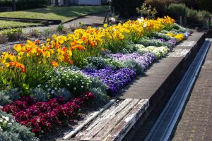 荒子川公園、3月の春の花、名古屋市港区の観光・撮影スポットの画像と写真