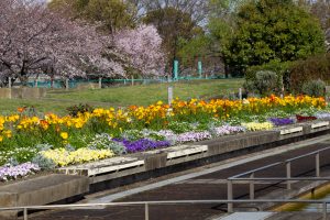 荒子川公園、3月の春の花、名古屋市港区の観光・撮影スポットの画像と写真