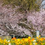 荒子川公園、桜、3月の春の花、名古屋市港区の観光・撮影スポットの画像と写真