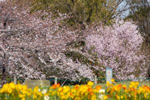 荒子川公園、桜、3月の春の花、名古屋市港区の観光・撮影スポットの画像と写真