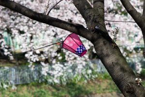 荒子川公園、桜、3月の春の花、名古屋市港区の観光・撮影スポットの画像と写真