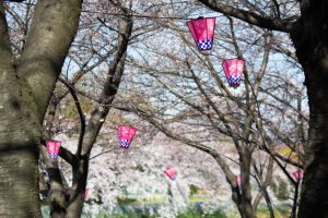 荒子川公園、桜、3月の春の花、名古屋市港区の観光・撮影スポットの画像と写真