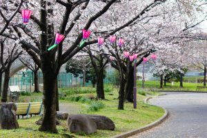 荒子川公園、桜、3月の春の花、名古屋市港区の観光・撮影スポットの画像と写真