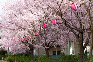 荒子川公園、桜、3月の春の花、名古屋市港区の観光・撮影スポットの画像と写真