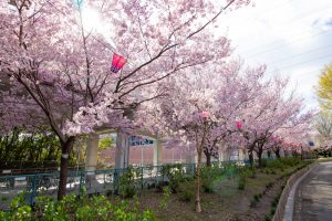 荒子川公園、桜、3月の春の花、名古屋市港区の観光・撮影スポットの画像と写真