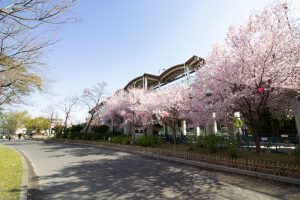 荒子川公園、桜、3月の春の花、名古屋市港区の観光・撮影スポットの画像と写真